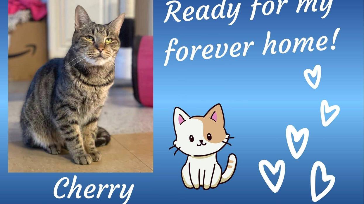 Cherry, a seven year old female tabby cat