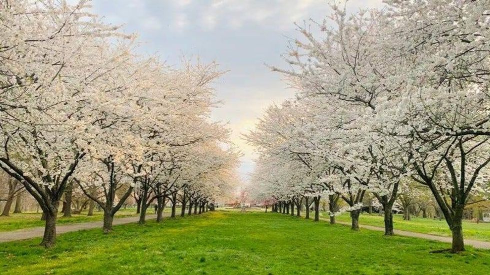 Cherry blossoms in Fairmount Park