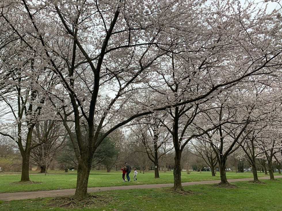 Cherry blossoms in Philadelphia.