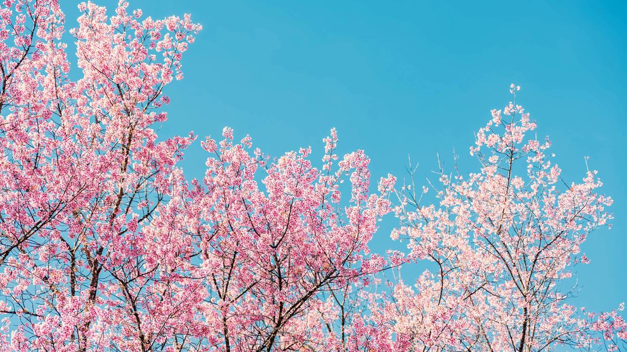 Cherry Blossoms