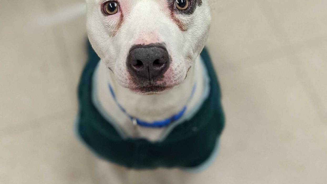Chesterfield Animal Services
