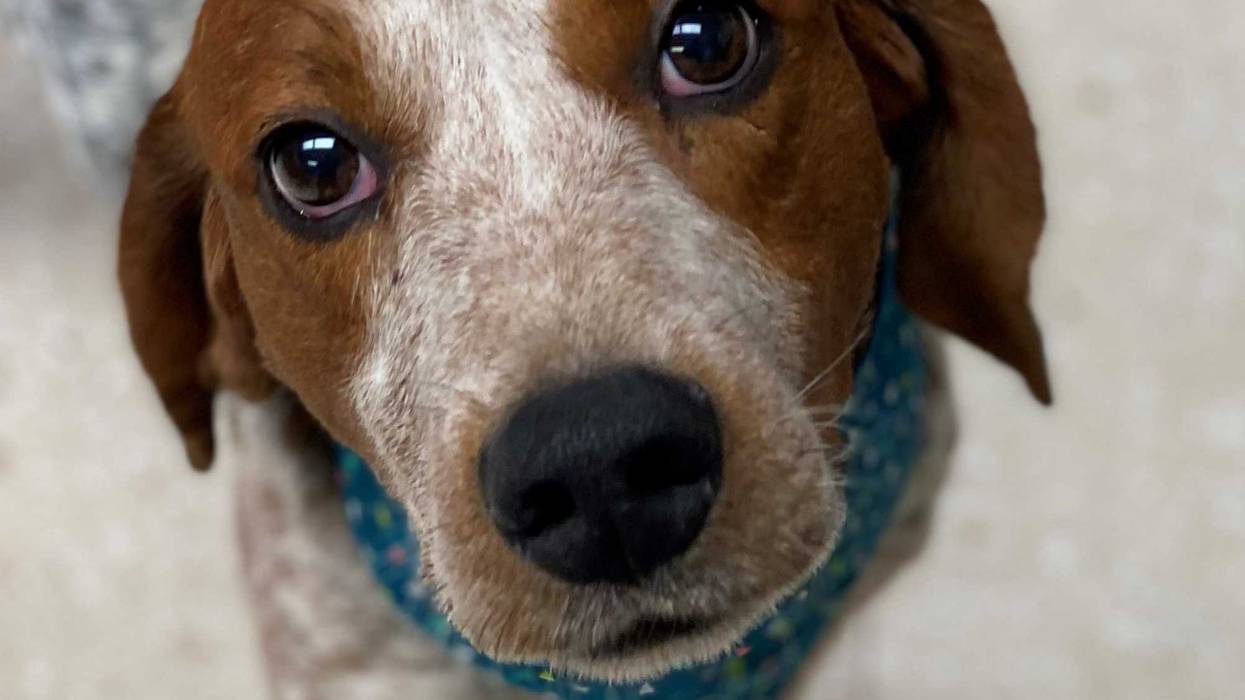Chesterfield County Animal Services