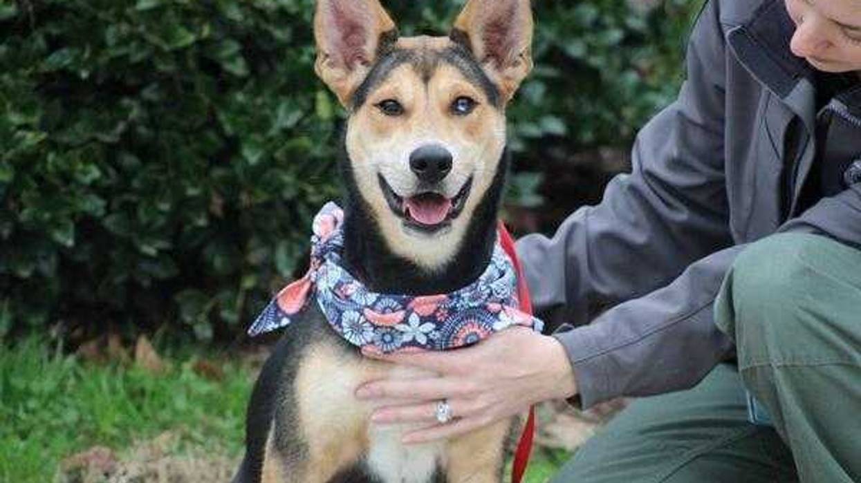 Chesterfield County Animal Services