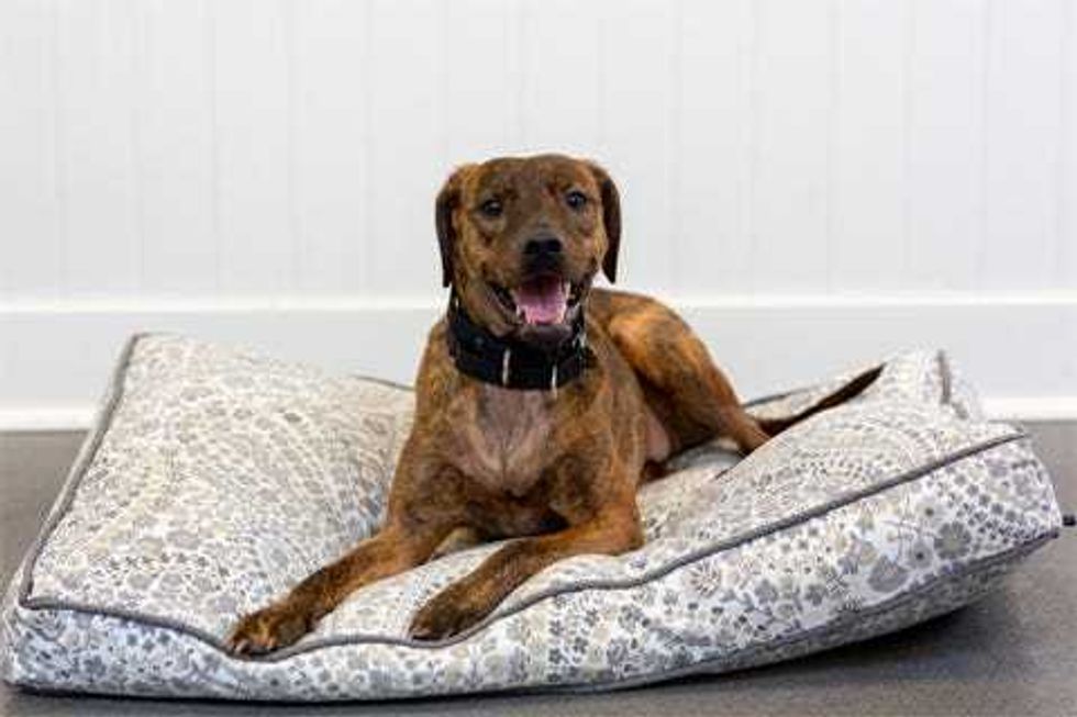 Chestnut is a 4-year-old, male Labrador Retriever mix. He weighs 58.6 pounds.