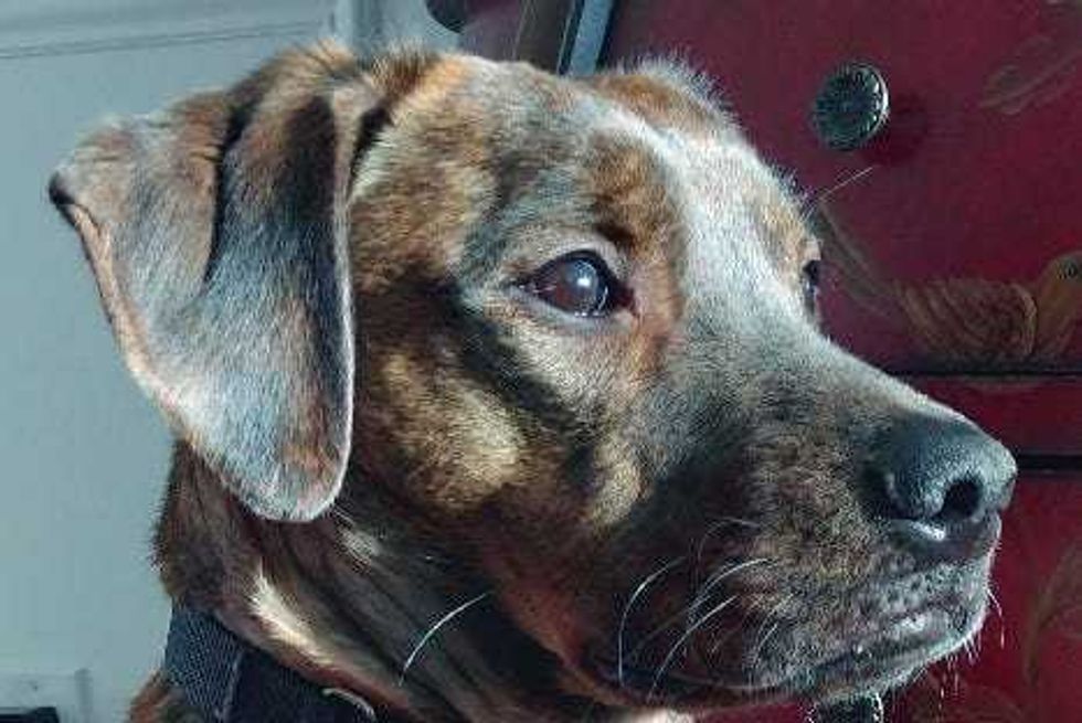 Chestnut is a 4-year-old, male Labrador Retriever mix. He weighs 58.6 pounds.