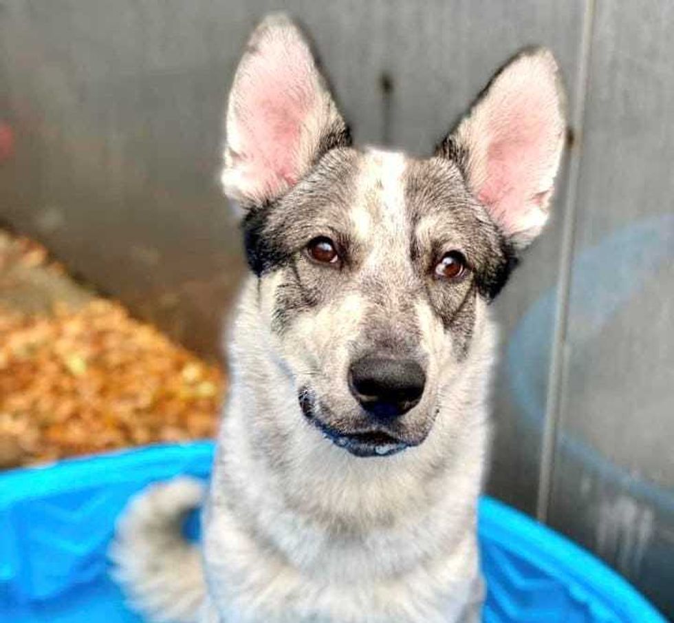 Chicago Animal Care and Control