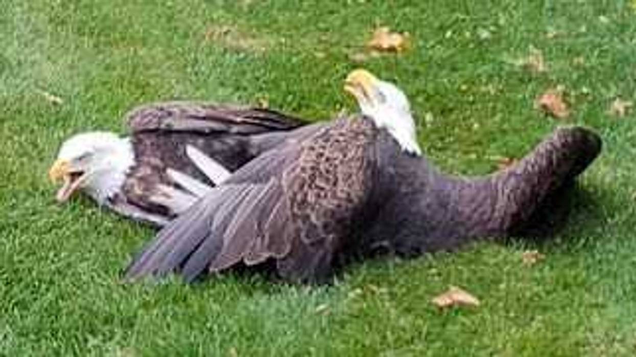 Chicago Bird Collision Monitors