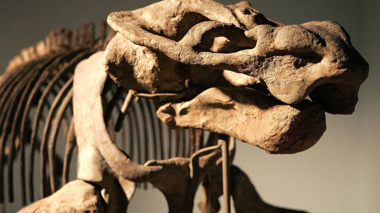 CHICAGO - MARCH 07: A Dicynodont synapsid, part of the "Evolving Planet" exhibit, is displayed at the Field Museum March 7, 2006 in Chicago, Illinois. The new exhibit, which opens to the public March 10, presents the evolution of life, taking a visitor through a four-billion-year journey.