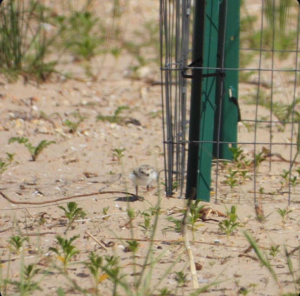 Chicago Piping Plovers