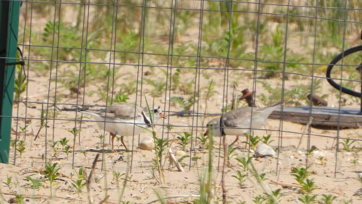 Chicago Piping Plovers