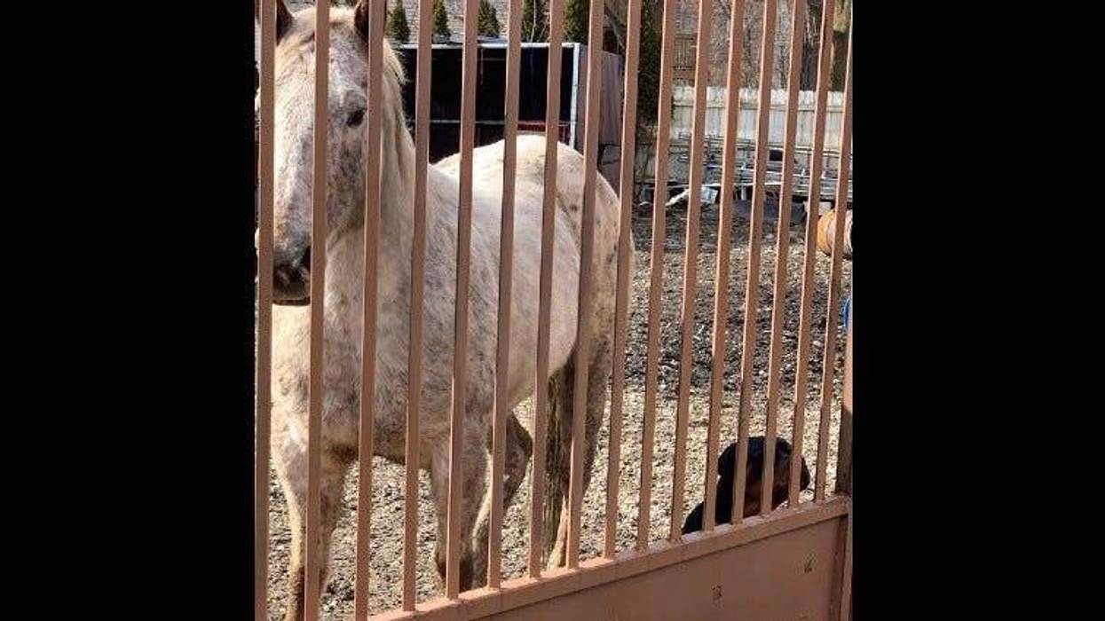 Chicago police and Animal Care and Control are investigating after one horse was found dead and another injured Feb. 15, 2020, at a yard in the 1000 block of West 61st Street in Englewood.