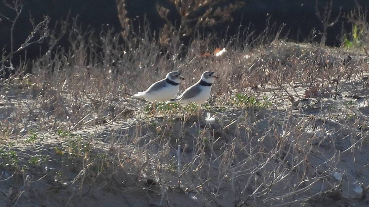 Chicago's celebrity piping plover Imani has some company on Montrose Harbor: A new, male piping plover has arrived on the beach, and the two have appeared to face off with some territorial behavior.