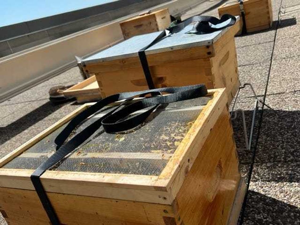 Chicago urban beekeeping