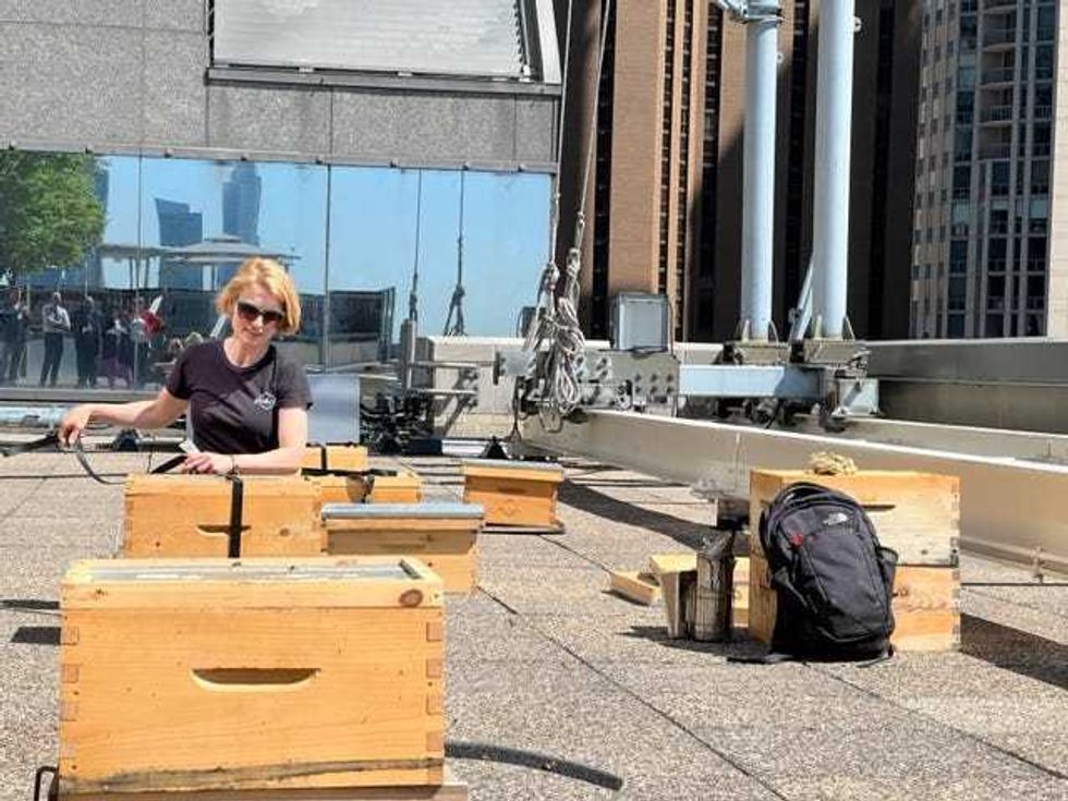 Chicago urban beekeeping