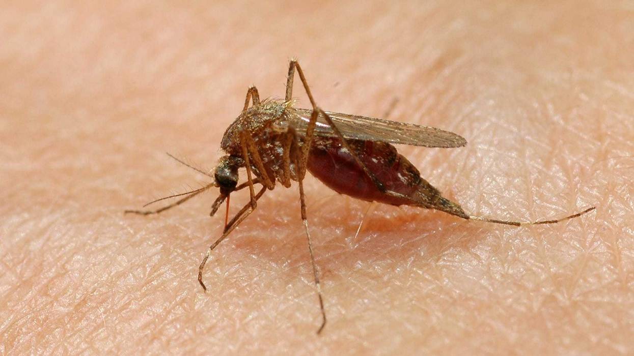 Chicago West Nile Virus