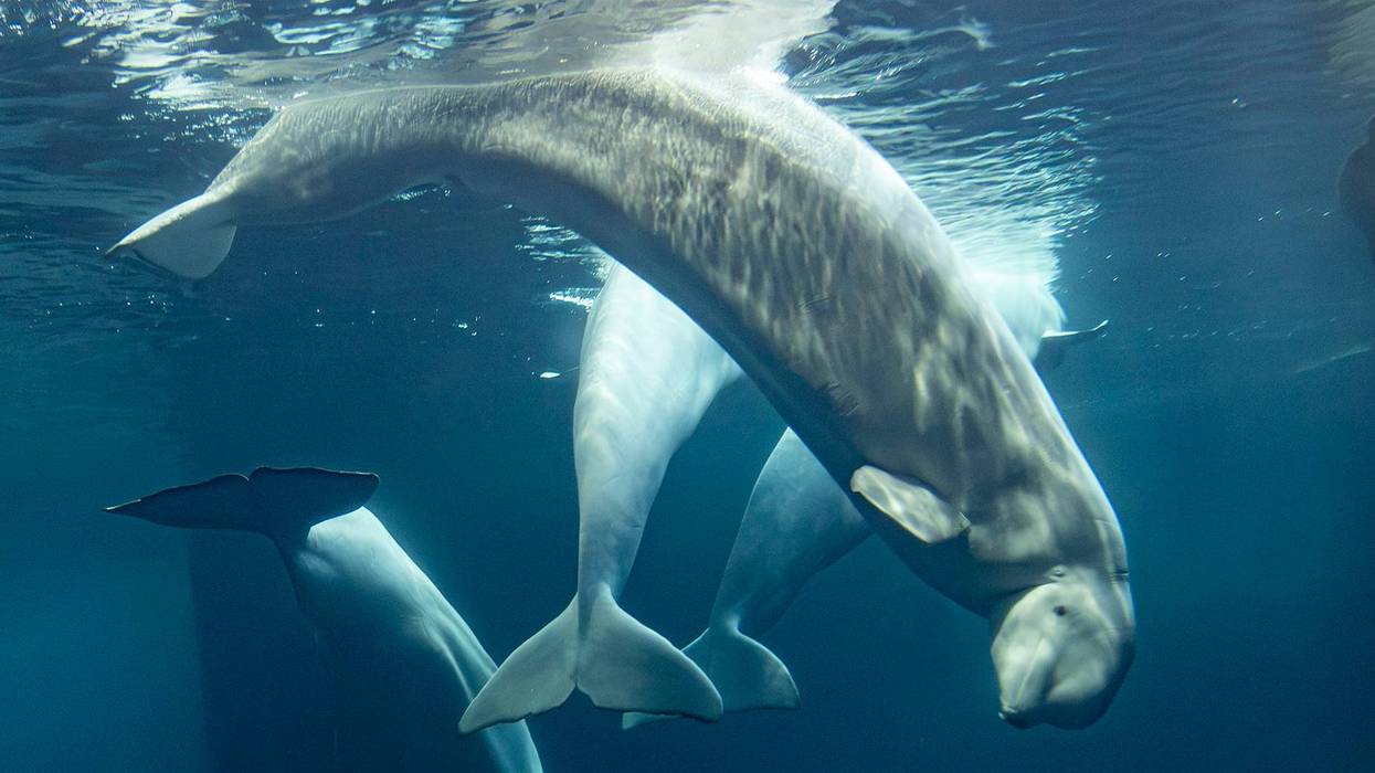 Chicago Whale Deaths