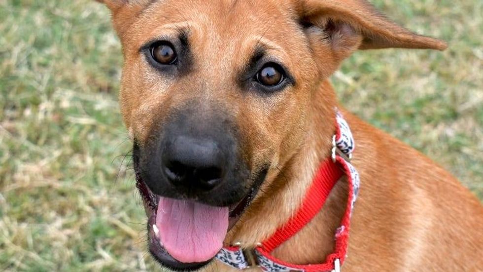 Chickadee @ Austin Humane Society 7/12/23
