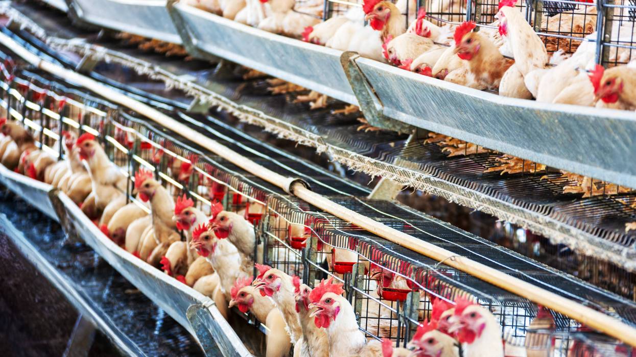 Chicken farm