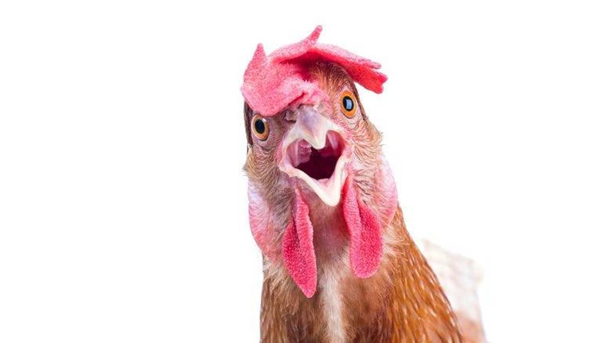 Chicken head