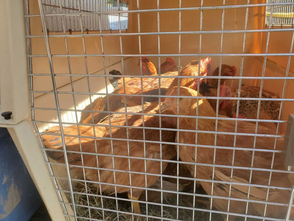 Chicken rescue