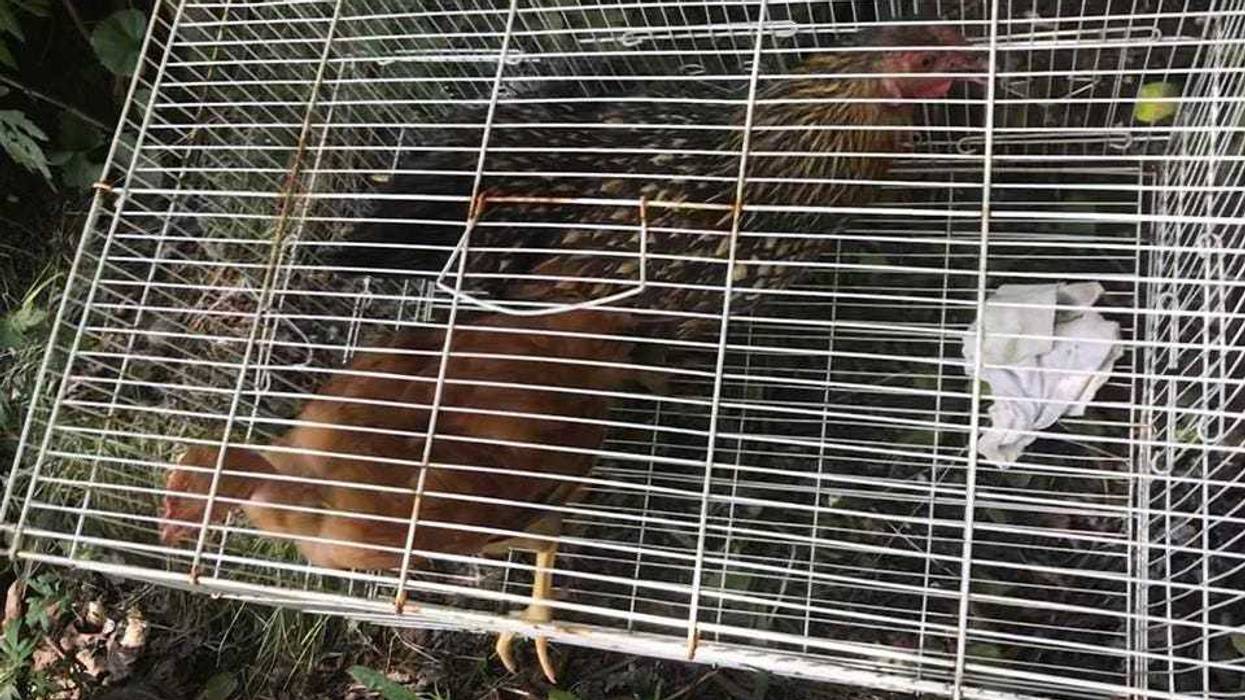 Chicken sacrifice Long Island