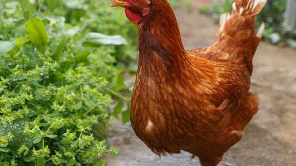 Chicken won't leave woman's yard