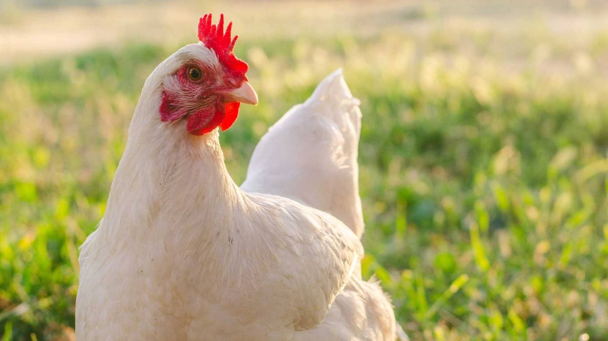 Chicken