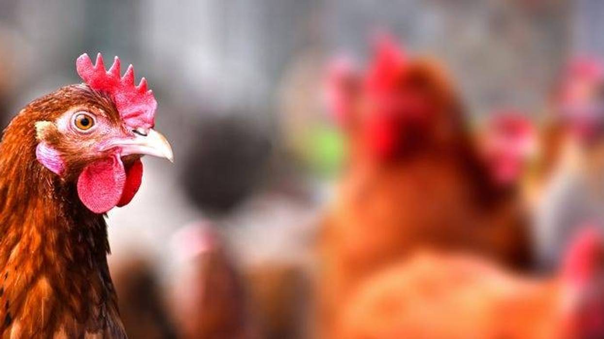 Chicken