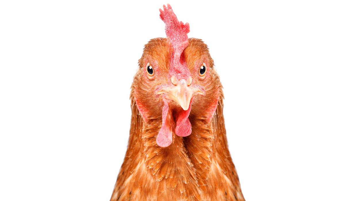 Chicken