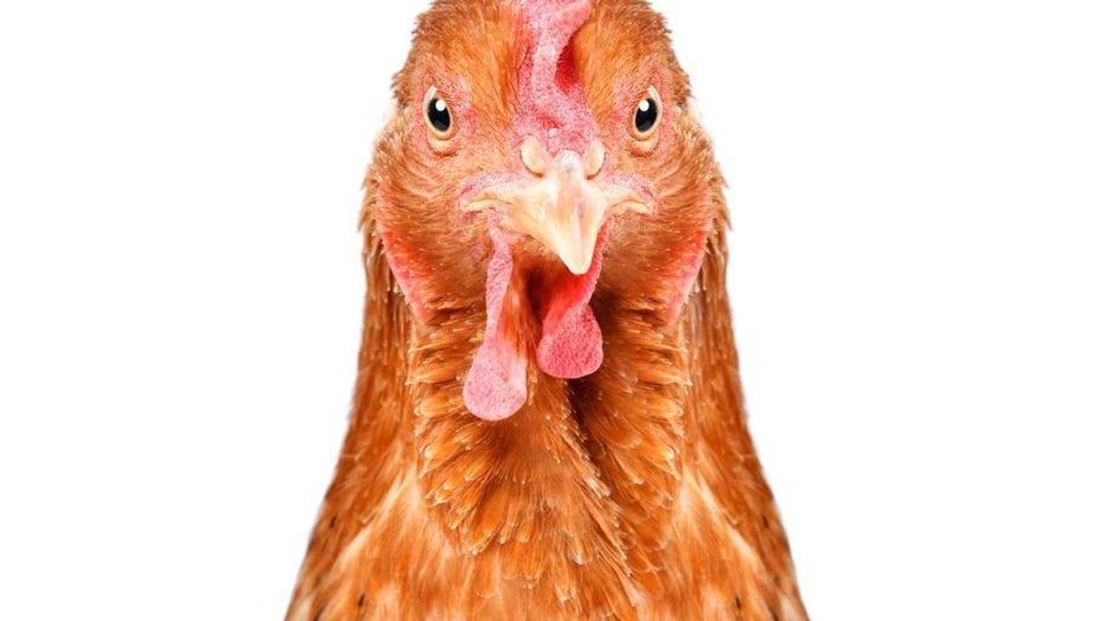 chicken