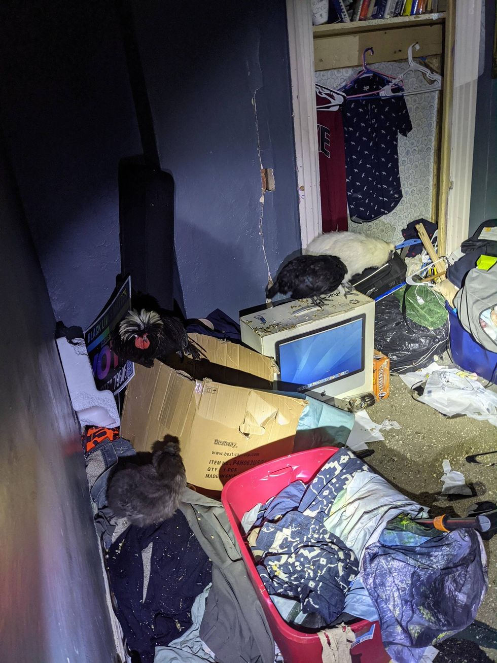 Chickens found living inside Homewood residence