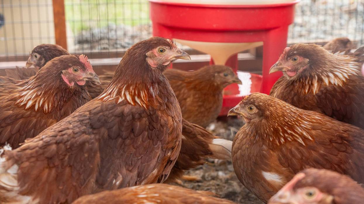 Chickens in Chicken Coop