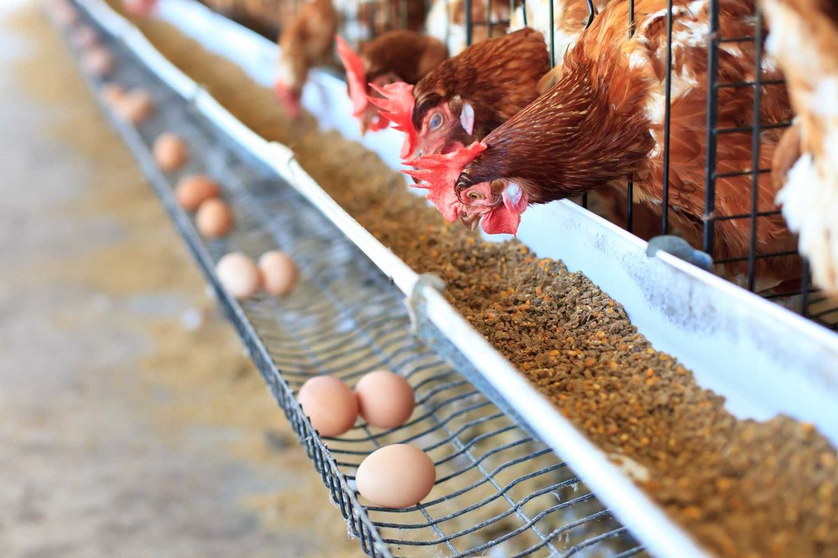 Chickens, Poultry, Bird Flu, Avian Influenza, Eggs, Wright County