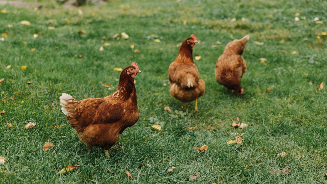 Chickens walking around on grass