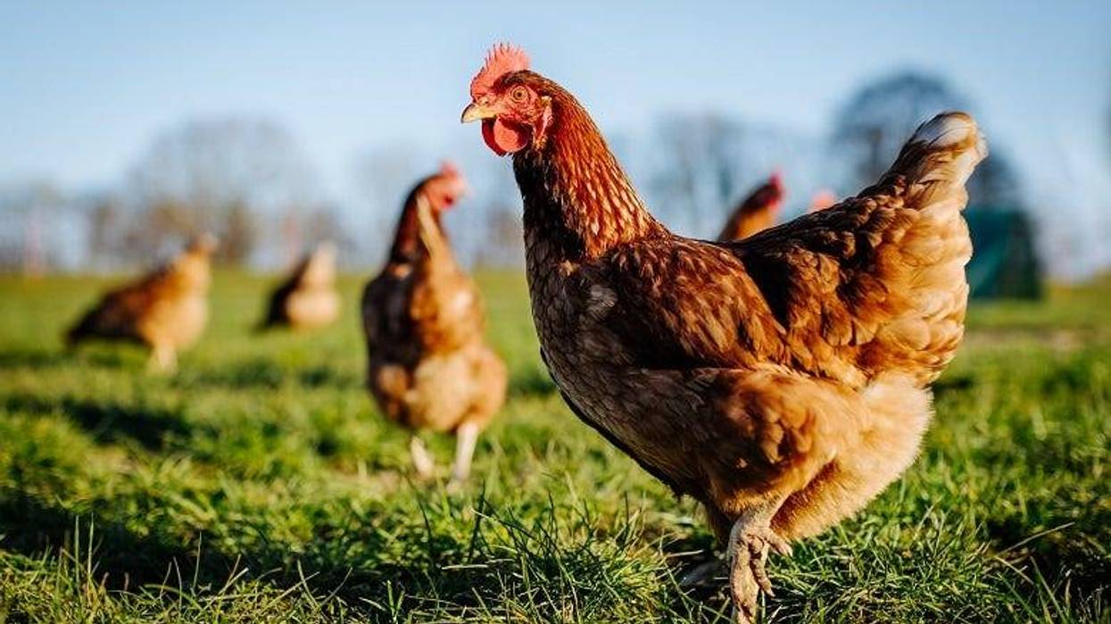 chickens
