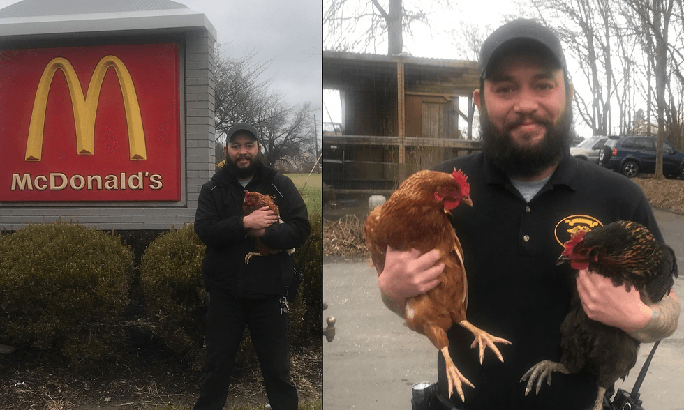 Flock of chickens 'wreak havoc,' chase customers at NJ McDonald’s