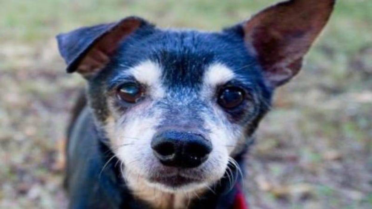 Chico @ Austin Humane Society September 2021