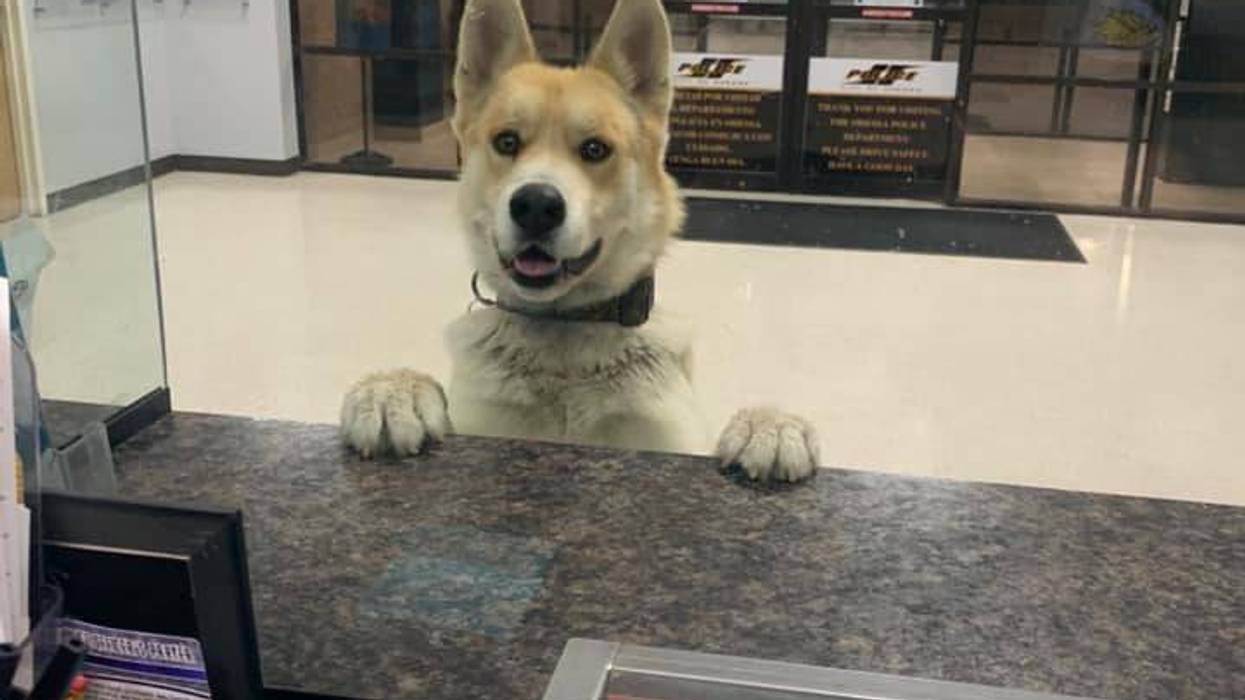 Chico the German SHepheard