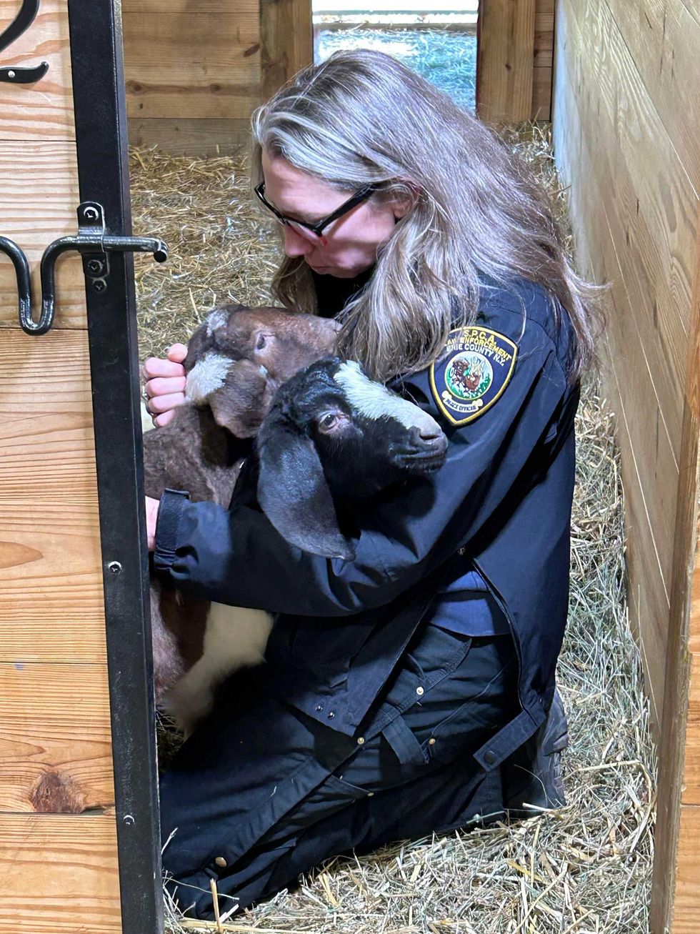 Chief Investigator Lindsey Wood at the SPCA after rescuing 2 goats from a Cheektowaga garage