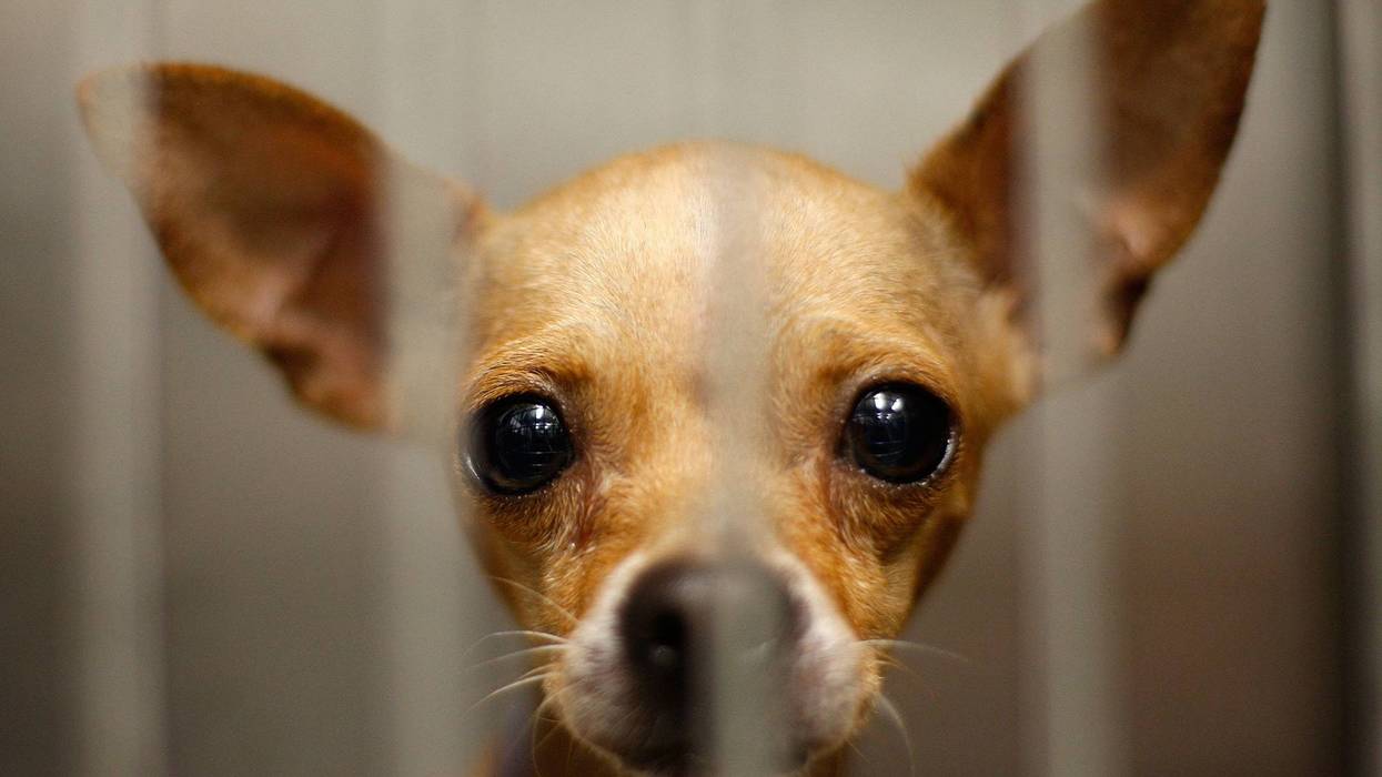 chihuahua behind shelter bars