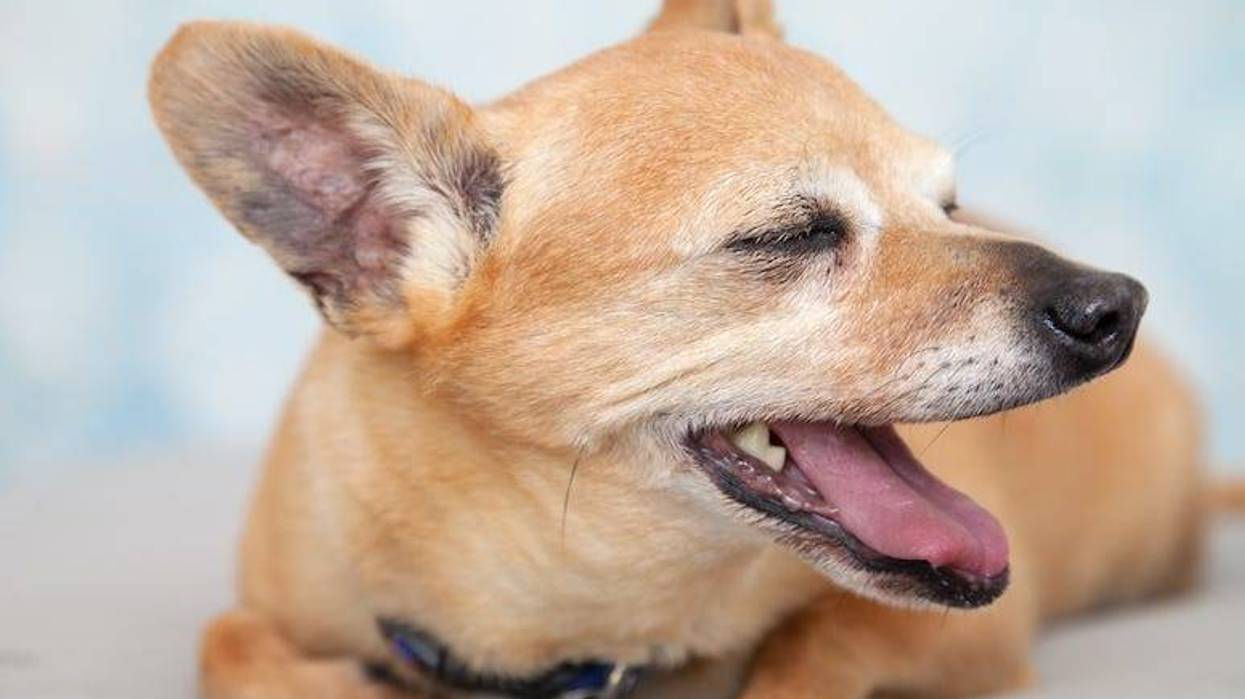 Chihuahua, Dog, Panting