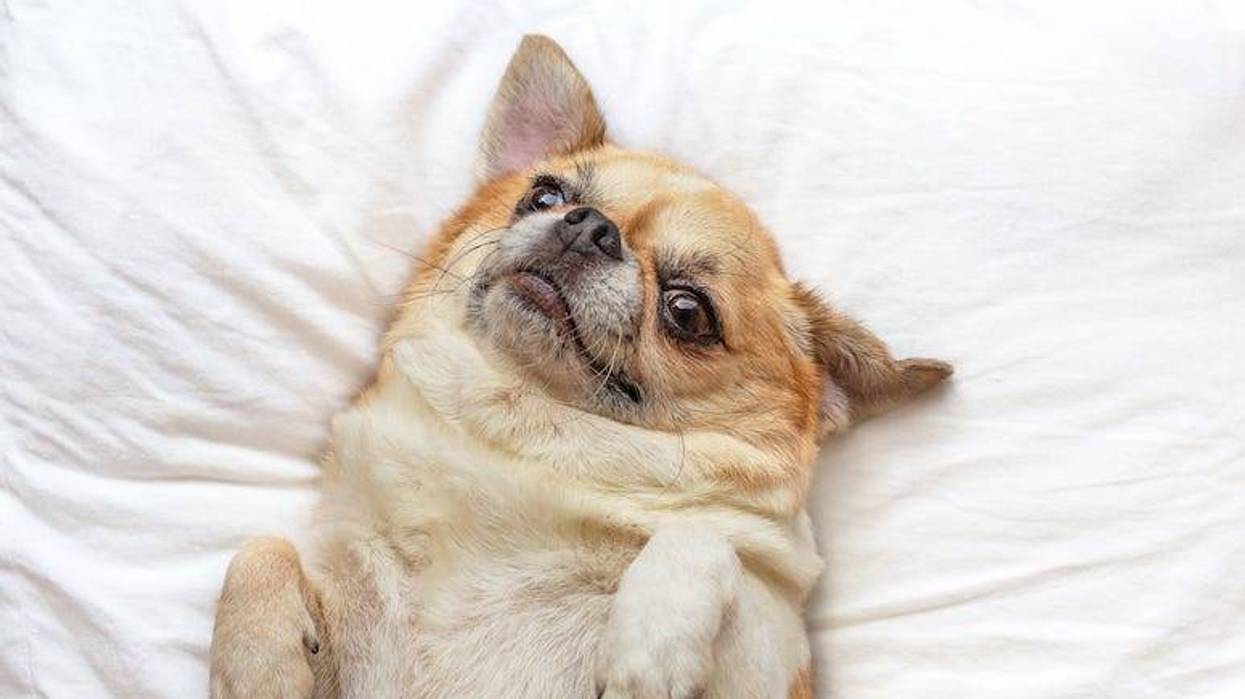 Chihuahua, Dog, Sleep, Bed, White Sheets