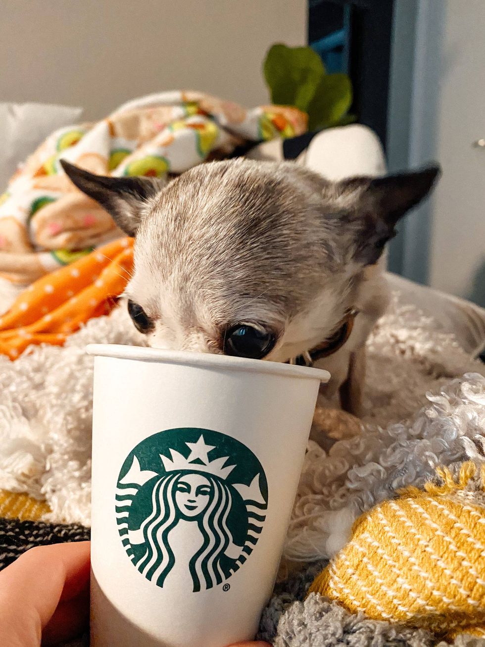 Chihuahua licking a Starbucks cup