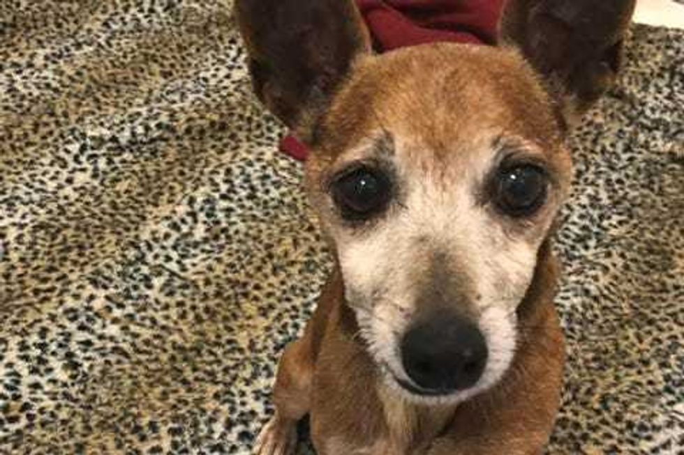 Chihuahua mix