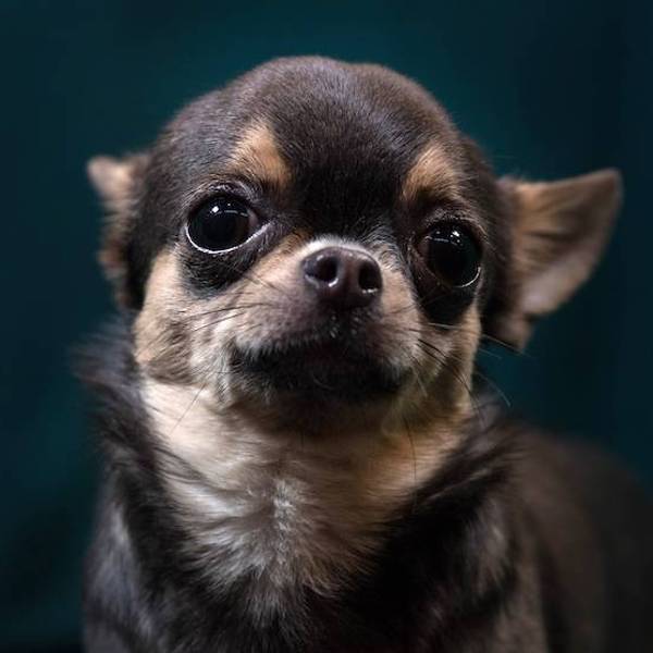 Chihuahua posing for a picture