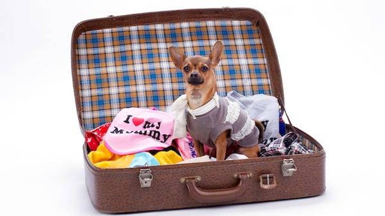 Chihuahua standing in a suitcase