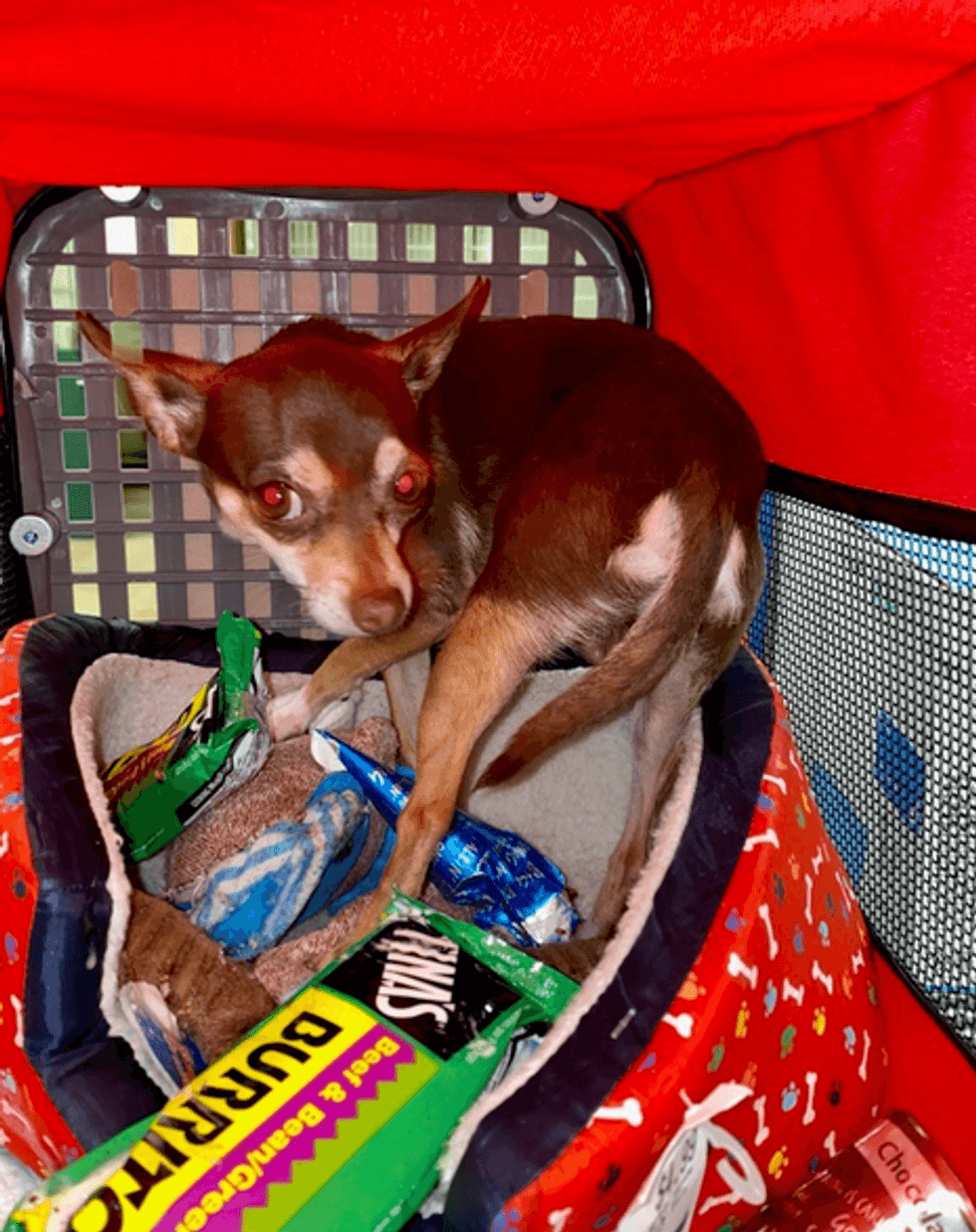 Chihuahua survives with frozen burritos, ice-cream cones
