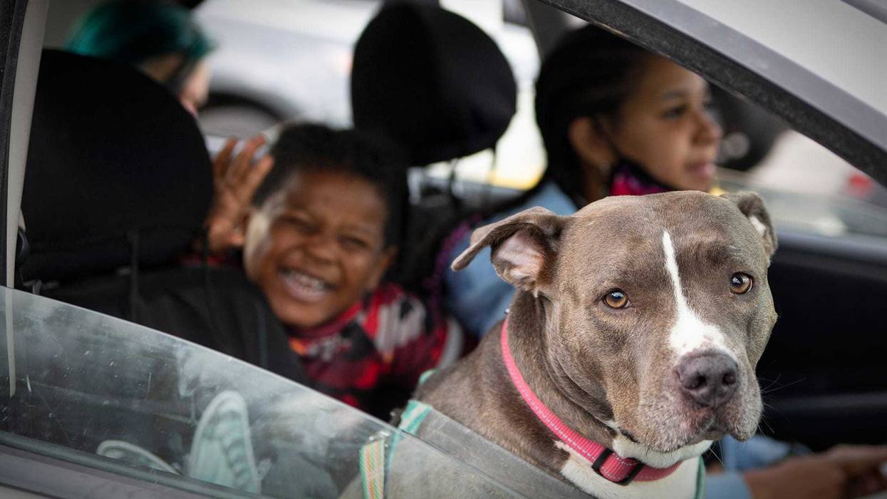 Child excited in the car while waiting for his dog to receive vaccinations