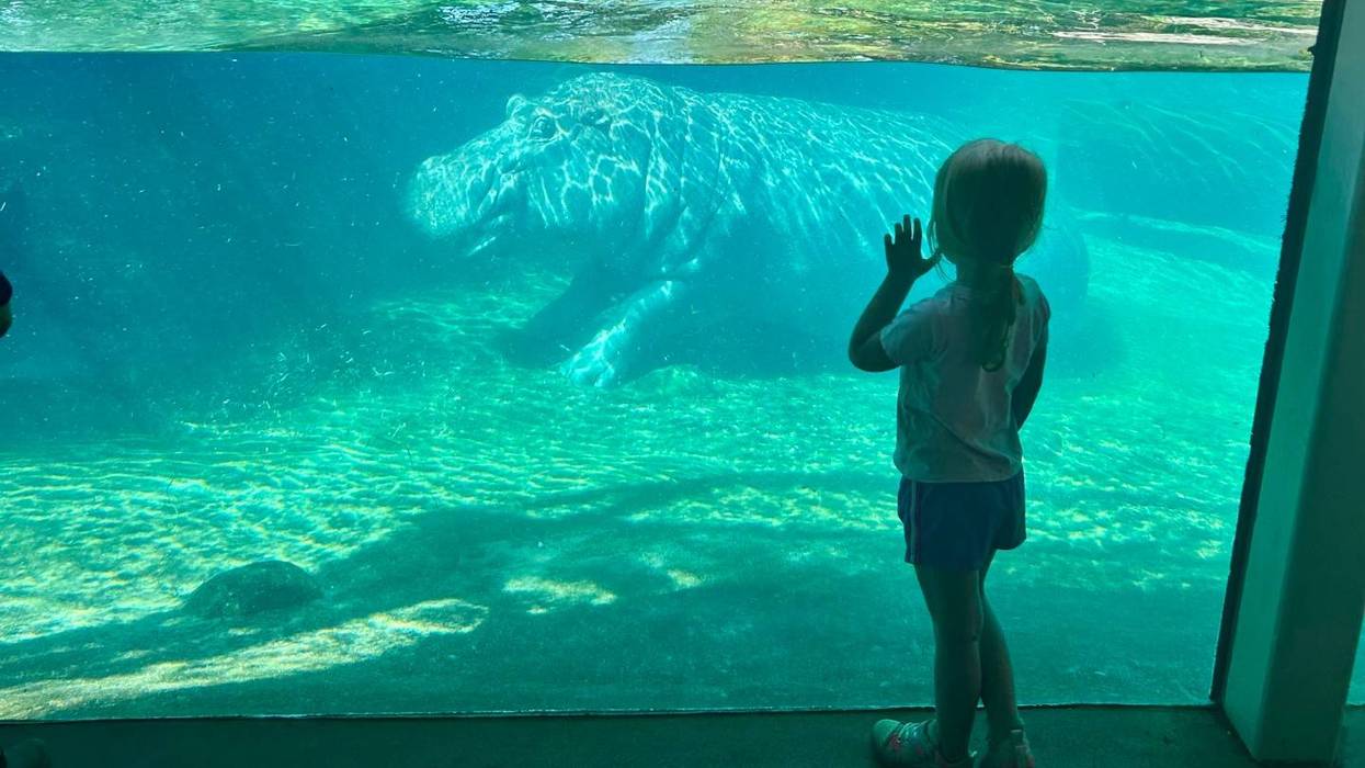 Child with hand to glass watches a hippo swim underwater in an aquarium.