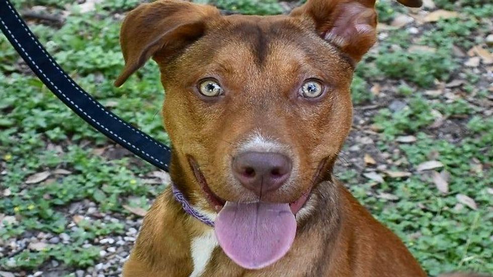 Chili @ Austin Humane Society 5/31/23